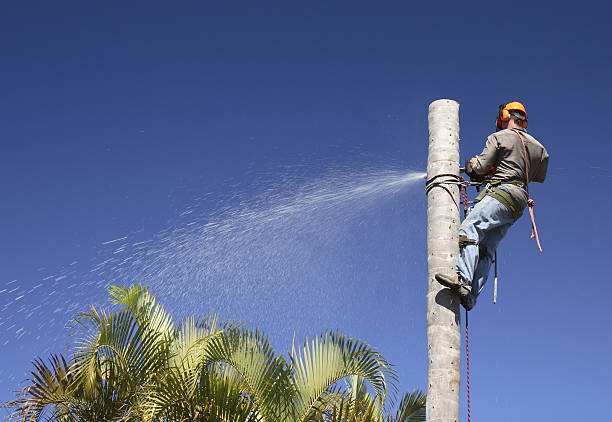 Best Fruit Tree Pruning  in Mount Zion, IL