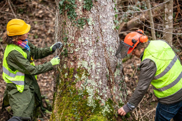 Best Commercial Tree Services  in Mount Zion, IL