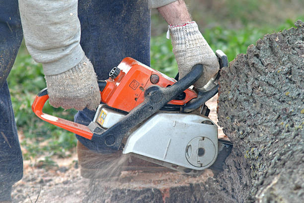 Best Commercial Tree Services  in Mount Zion, IL