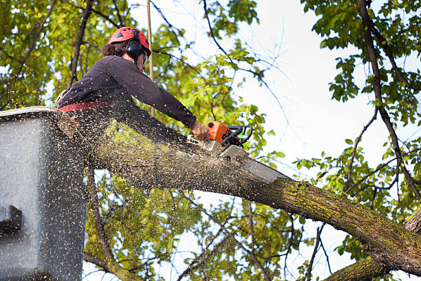 Best Tree Health Inspection  in Mount Zion, IL